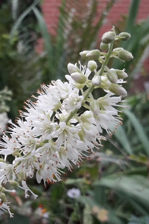 Hummingbird Summersweet Clethra - 3 Gallon Pot - Image 4