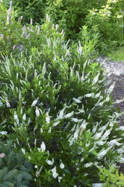 Hummingbird Summersweet Clethra - 3 Gallon Pot - Image 6