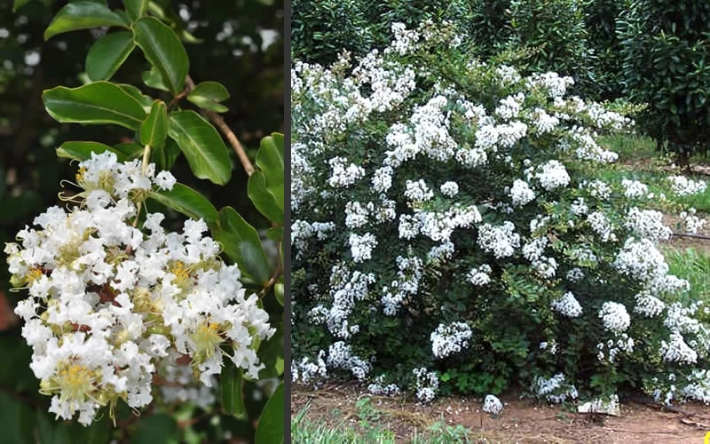 Acoma Weeping White Crape Myrtle - 7 Gallon Pot (5-6') - Image 6