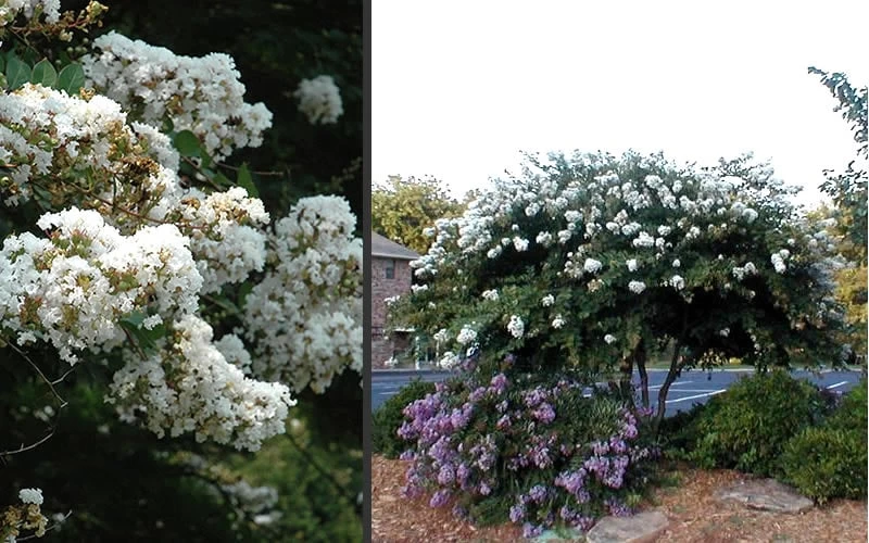 Acoma Weeping White Crape Myrtle - 7 Gallon Pot (5-6') - Image 5