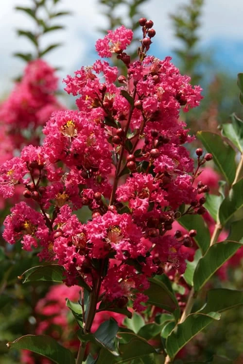 Tonto Red Crape Myrtle - 1 Gallon Pot - Image 4
