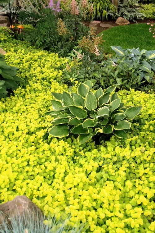 Golden Creeping Jenny - Lysimachia Nummularia Aurea - 18 Pack Of Pint Pots - Image 3