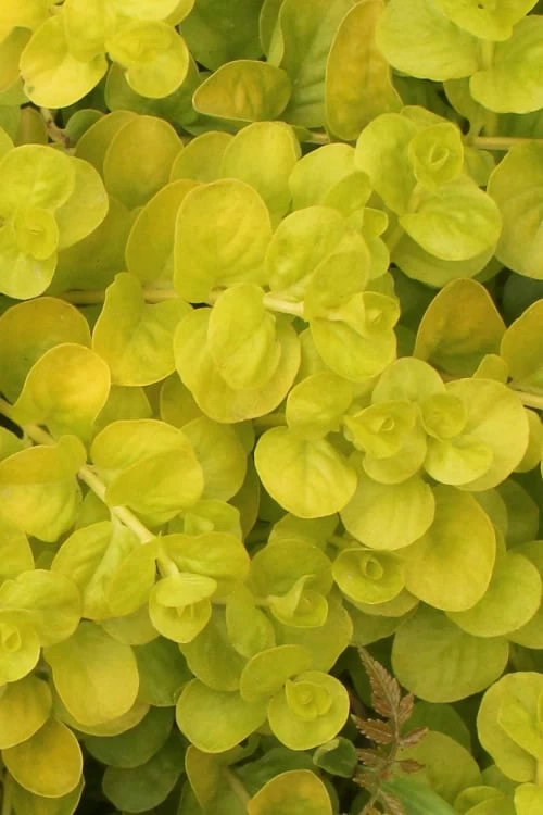 Golden Creeping Jenny (Lysimachia Nummularia 'Aurea') - 5 Pack Of Quart Pots