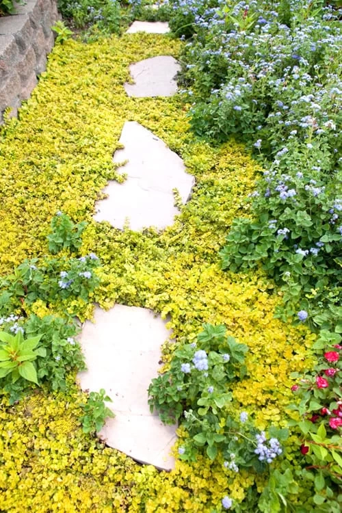 Golden Creeping Jenny (Lysimachia Nummularia 'Aurea') - 5 Pack Of Quart Pots - Image 4