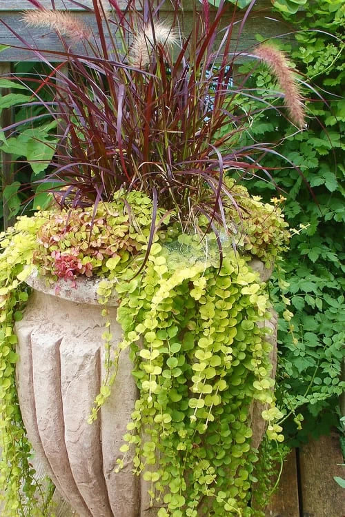 Golden Creeping Jenny (Lysimachia Nummularia 'Aurea') - 5 Pack Of Quart Pots - Image 5