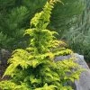 Gold Tip Fernspray Hinoki Cypress - 1 Gallon Pot