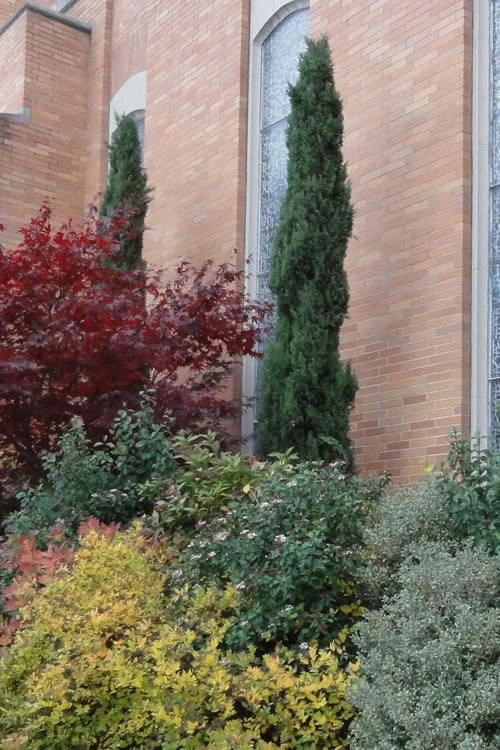 Italian Cypress - 3 Gallon Pot - Image 4