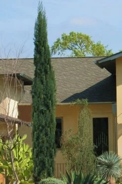 Italian Cypress - 7 Gallon Pot (4-5')