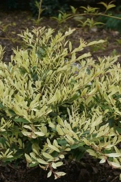 Spring Frost Distylium - 3 Gallon Pot