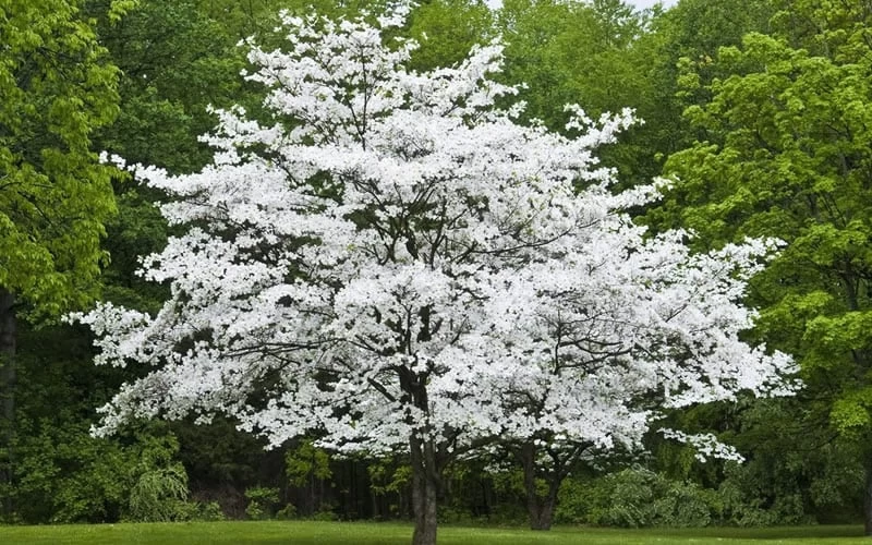 Cherokee Princess White Dogwood - 5 Gallon Pot - Image 4