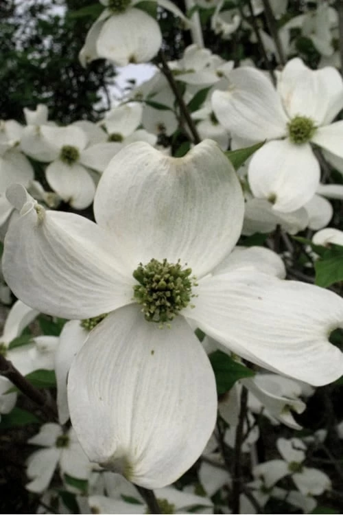 Cherokee Princess White Dogwood - 5 Gallon Pot