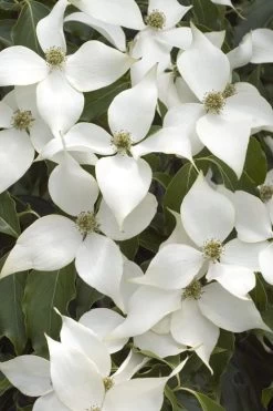 White Kousa Chinese Dogwood - Cornus Kousa - 3 Gallon Pot