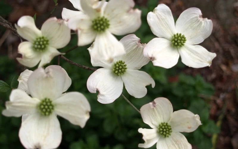 Cherokee Princess White Dogwood - 5 Gallon Pot - Image 5