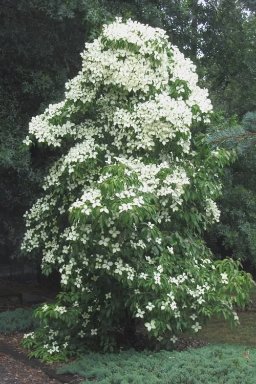 Empress Of China Dogwood - 5 Gallon Pot - Image 6