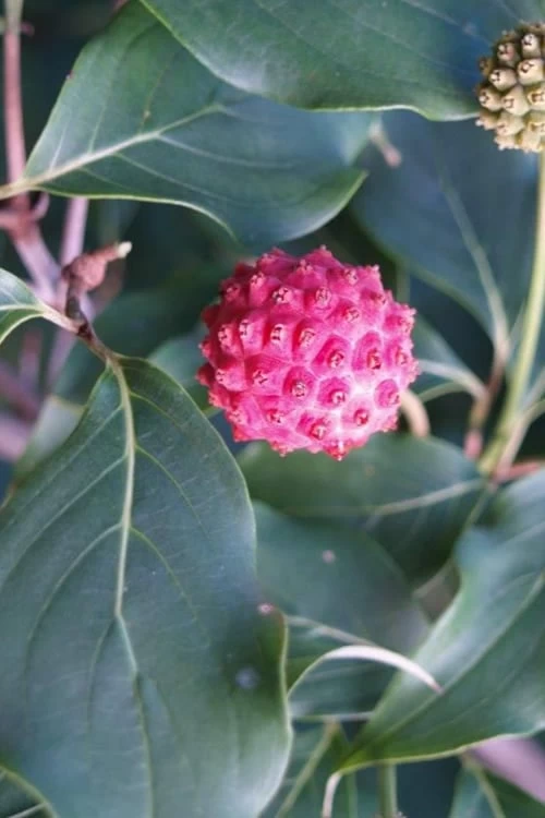 Empress Of China Dogwood - 5 Gallon Pot - Image 7