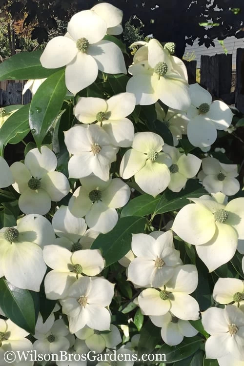 Empress Of China Dogwood - 5 Gallon Pot