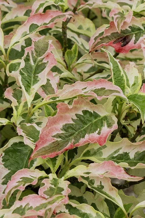 Summer Fun Variegated Dogwood - Cornus Kousa - 5 Gallon Pot (2-3') - Image 4