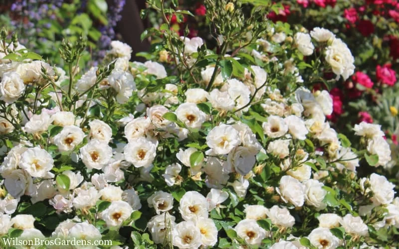 Popcorn Drift Groundcover Rose - 2 Gallon Pot - Image 5