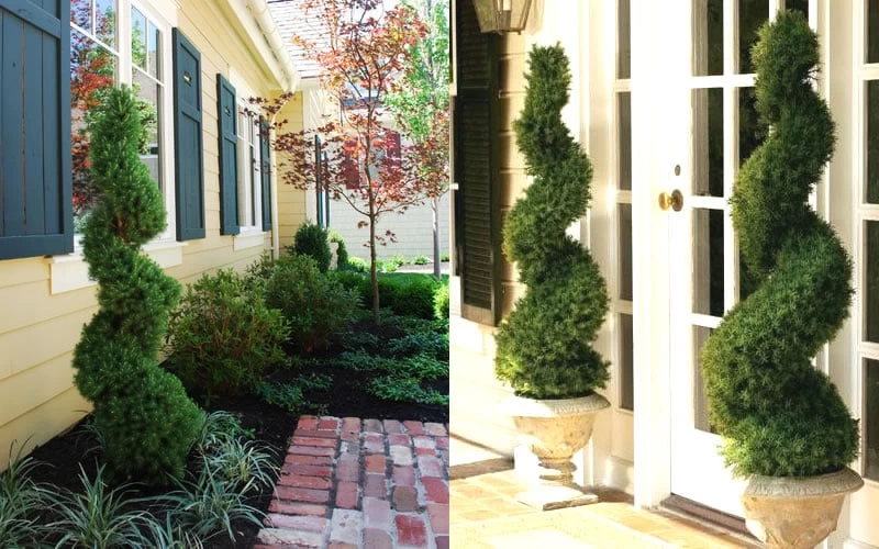 Spiral Dwarf Alberta Spruce Topiary - 7 Gallon Pot - Image 4