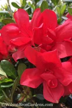 Autumn Bonfire Encore Azalea - 1 Gallon Pot