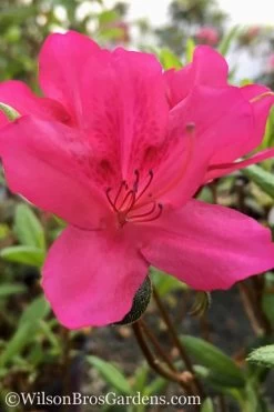 Autumn Carnival Encore Azalea - 1 Gallon Pot