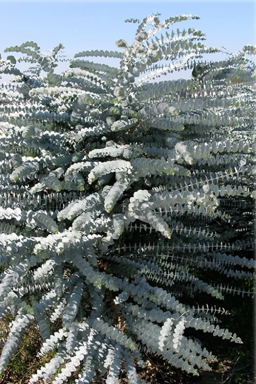 Bluey Cold Hardy Eucalyptus Tree (Eucalyptus Pulverulenta) - 3 Gallon Pot - Image 9