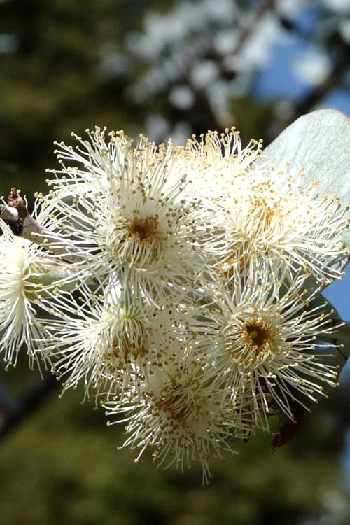 Bluey Cold Hardy Eucalyptus Tree (Eucalyptus Pulverulenta) - 3 Gallon Pot - Image 8