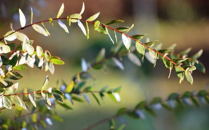 Funky Monkey Cold Hardy Eucalyptus Tree (Eucalyptus Parvula) - 2 Gallon Pot - Image 6