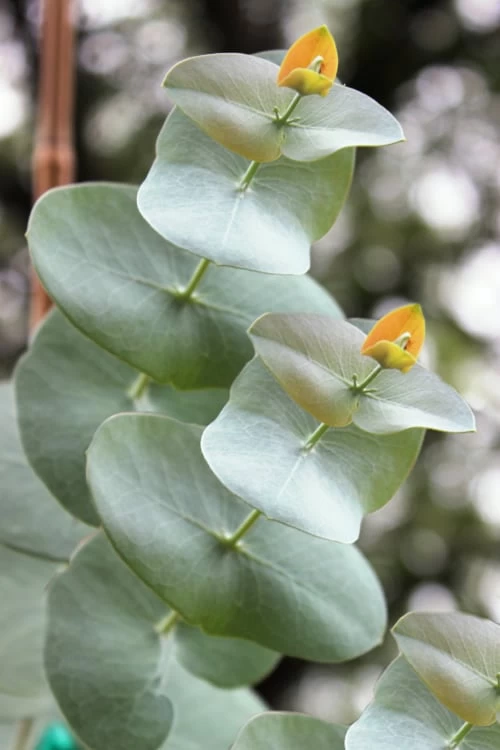 Luna Cold Hardy Eucalyptus Tree (Eucalyptus Perriniana) - Quart Pot - Image 3