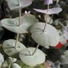 Luna Cold Hardy Eucalyptus Tree (Eucalyptus Perriniana) - 3 Gallon Pot