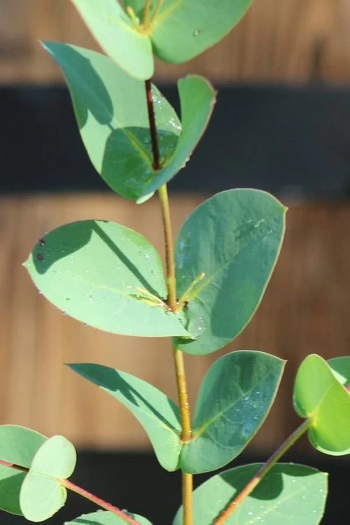 Sheila Cold Hardy Eucalyptus Tree (Eucalyptus Stellulata) - 6 Pack Of 1 Gallon Pots - Image 6