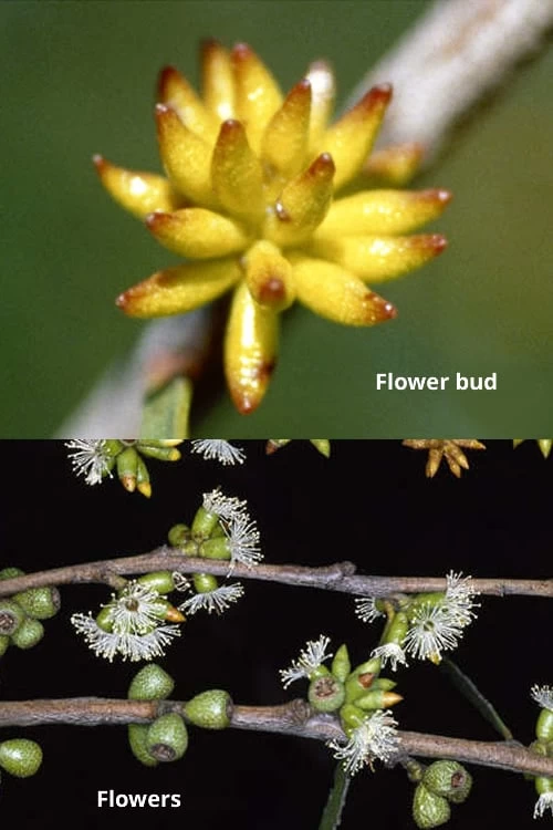 Skinny Minny Hardy Eucalyptus Tree (Eucalyptus Moorei) - 3 Quart Pot - Image 3