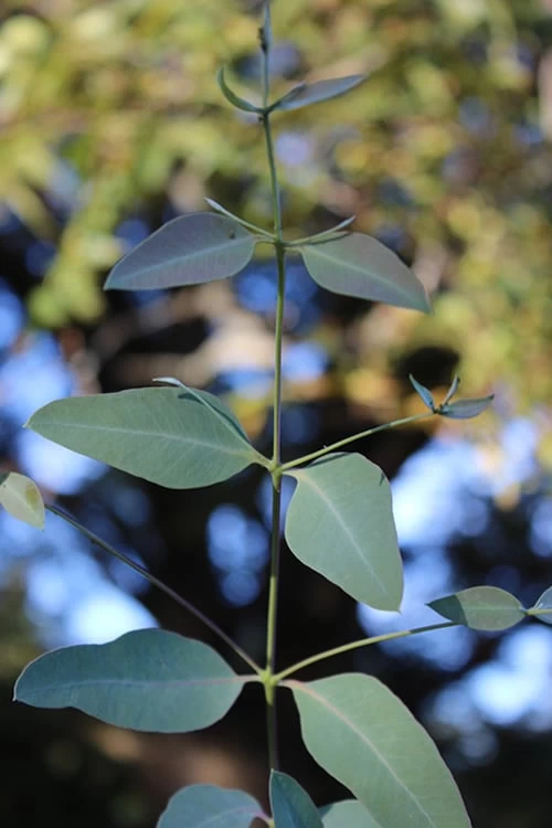 Grace Cold Hardy Eucalyptus Tree (Eucalyptus Elliptica) - 3 Quart Pot - Image 5