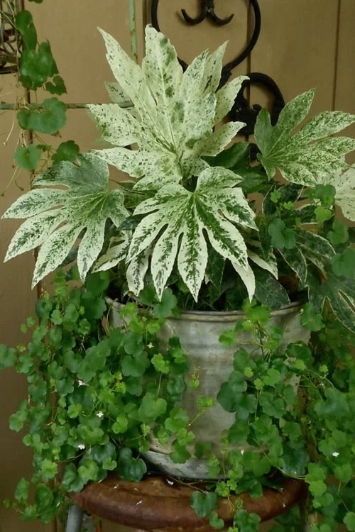 Spider's Web Fatsia - Japanese Aralia Paper Plant - 3 Gallon Pot - Image 6