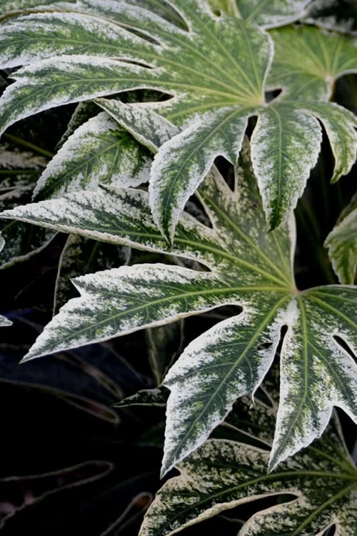Spider's Web Fatsia - Japanese Aralia Paper Plant - 5 Gallon Pot - Image 5