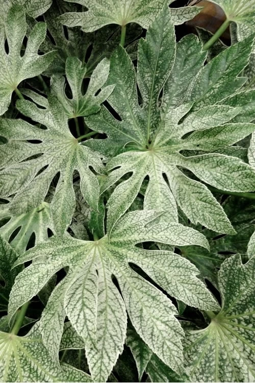 Spider's Web Fatsia - Japanese Aralia Paper Plant - 2 Gallon Pot - Image 4