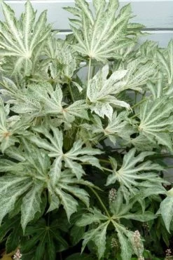 Spider's Web Fatsia - Japanese Aralia Paper Plant - 3 Gallon Pot