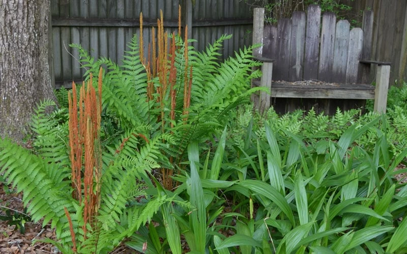 Cinnamon Fern (Osmunda Cinnamomea) - 2 Gallon Pot - Image 5