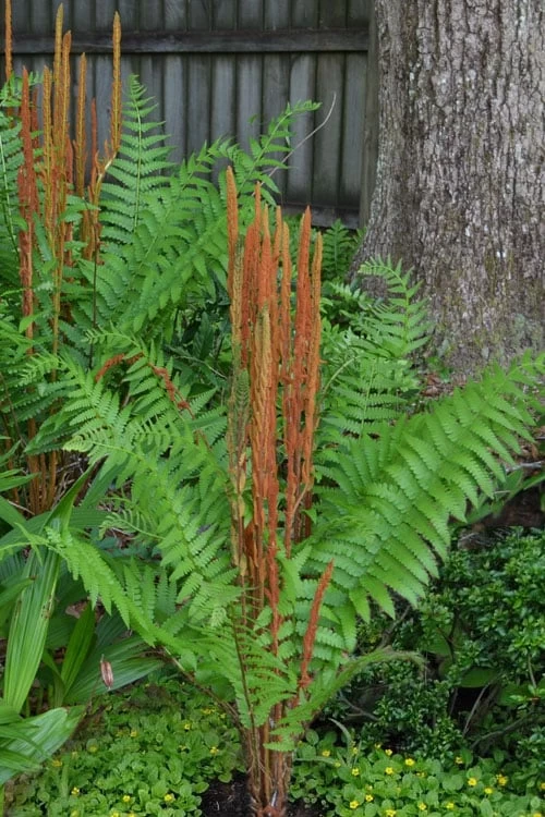 Cinnamon Fern (Osmunda Cinnamomea) - 2 Gallon Pot