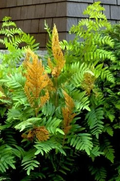 Royal Fern (Osmunda Regalis) - 1 Gallon Pot