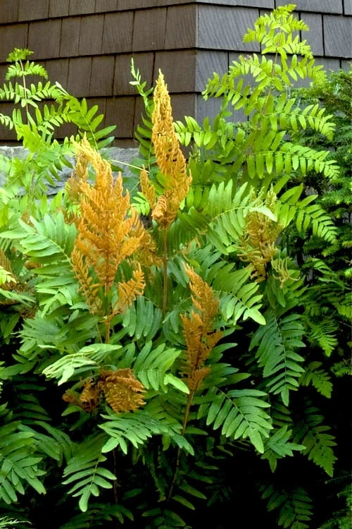 Royal Fern (Osmunda Regalis) - 1 Gallon Pot