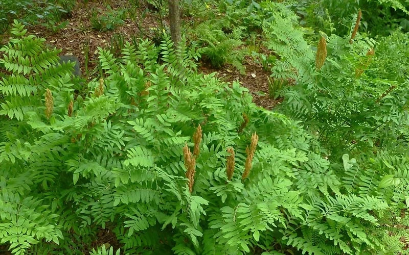 Royal Fern (Osmunda Regalis) - 1 Gallon Pot - Image 4