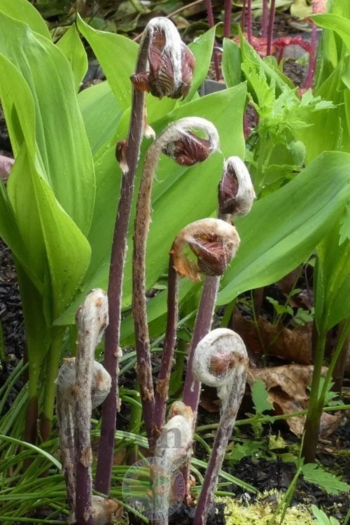 Royal Fern (Osmunda Regalis) - 1 Gallon Pot - Image 6