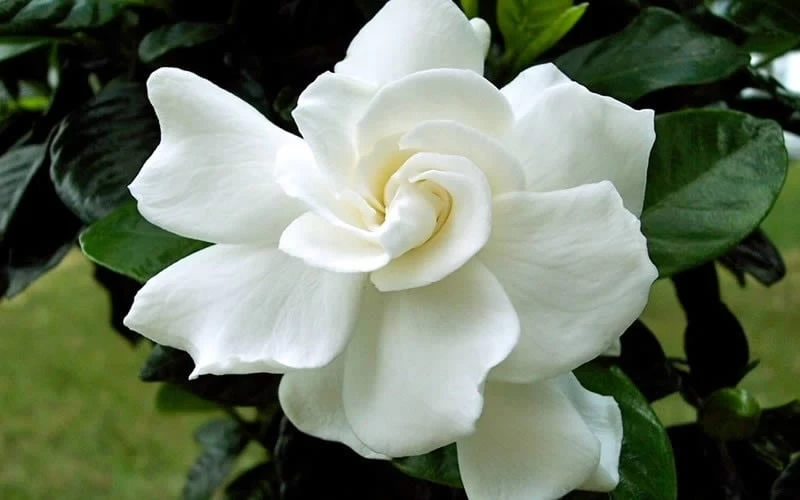 August Beauty Gardenia (Single Trunk Topiary Tree) - 5 Gallon Pot - Image 5