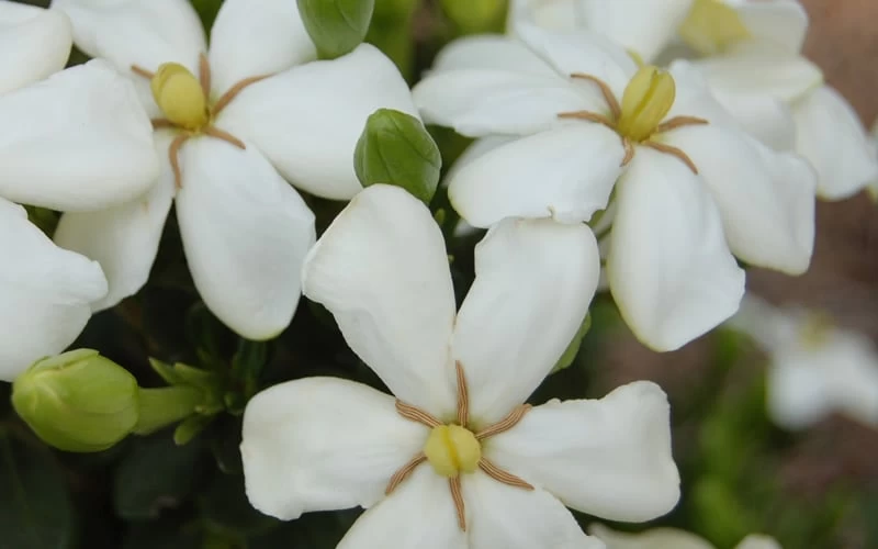 ScentAmazing Gardenia - 2 Gallon Pot - Image 4