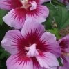 Purple Pillar Rose Of Sharon - 5 Gallon Pot