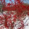 Winter Red Female Winterberry Holly - 3 Gallon Pot