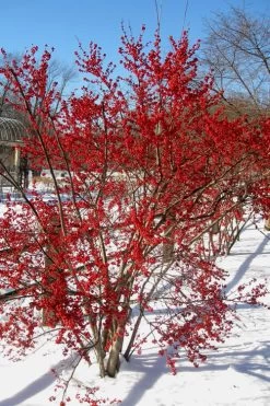 Winter Red Female Winterberry Holly - 3 Gallon Pot