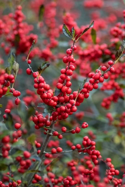 Male & Female Winterberry Holly Combo (2-Pack Of 3 Gallon Pots) - Image 5