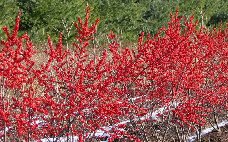 Male & Female Winterberry Holly Combo (2-Pack Of 3 Gallon Pots) - Image 6